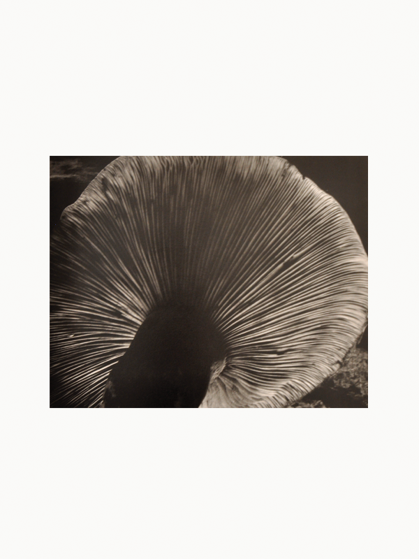Edward Weston