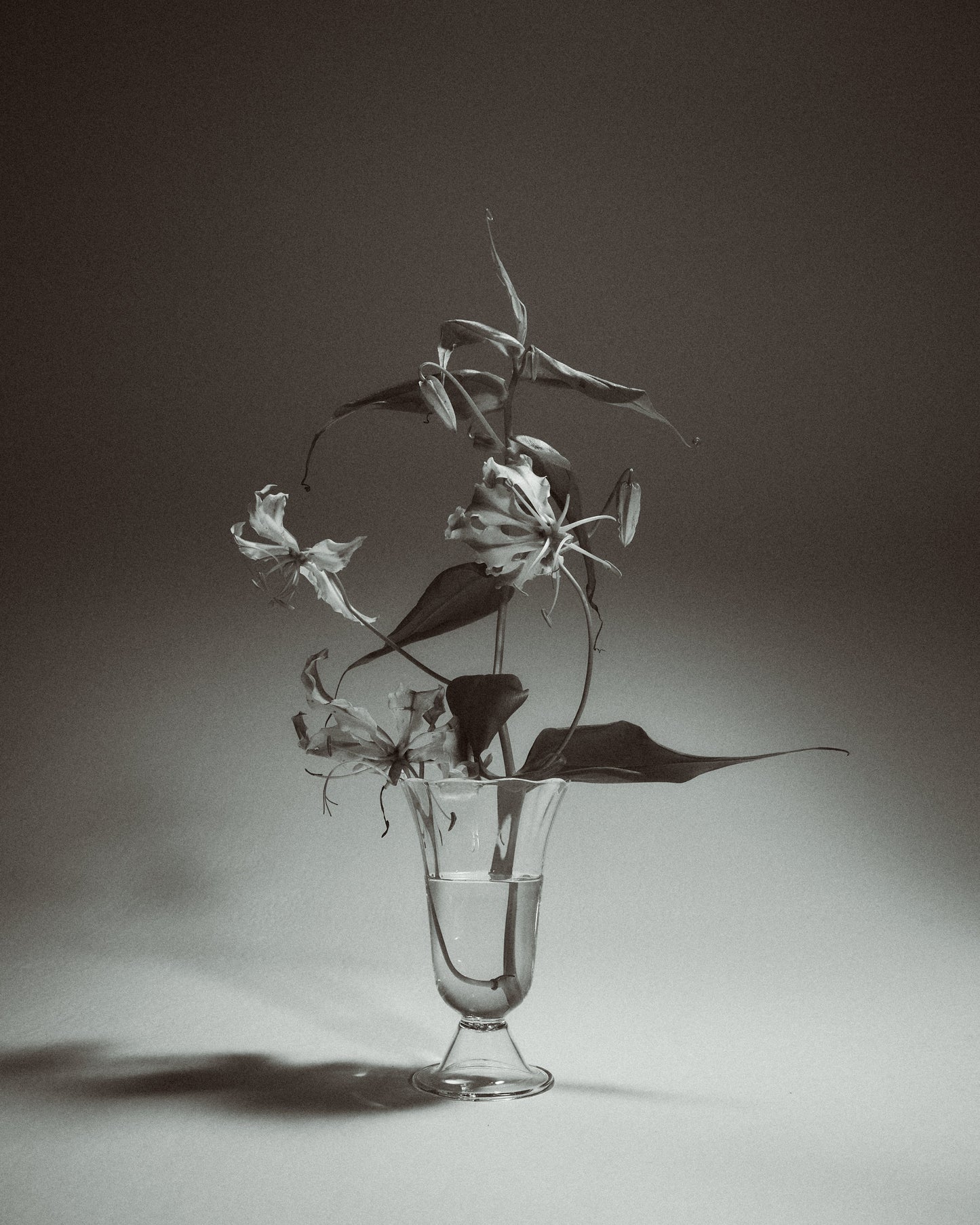Alban Vase - Tulip Vases