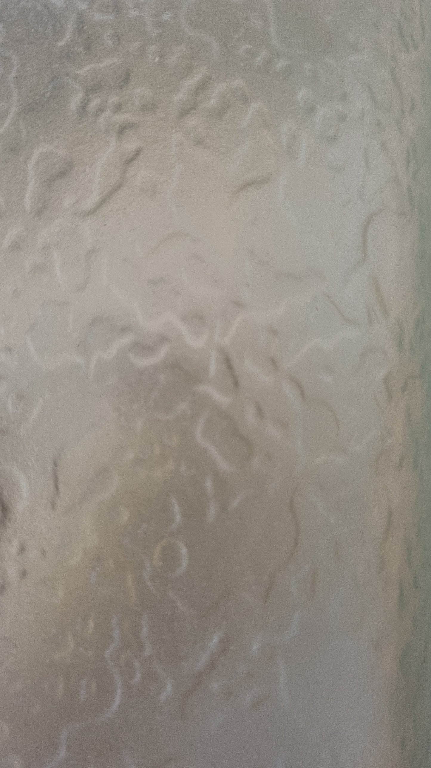 Mod. 1938 Wall Sconces Produced by Fontana Arte, 1968 Sconces