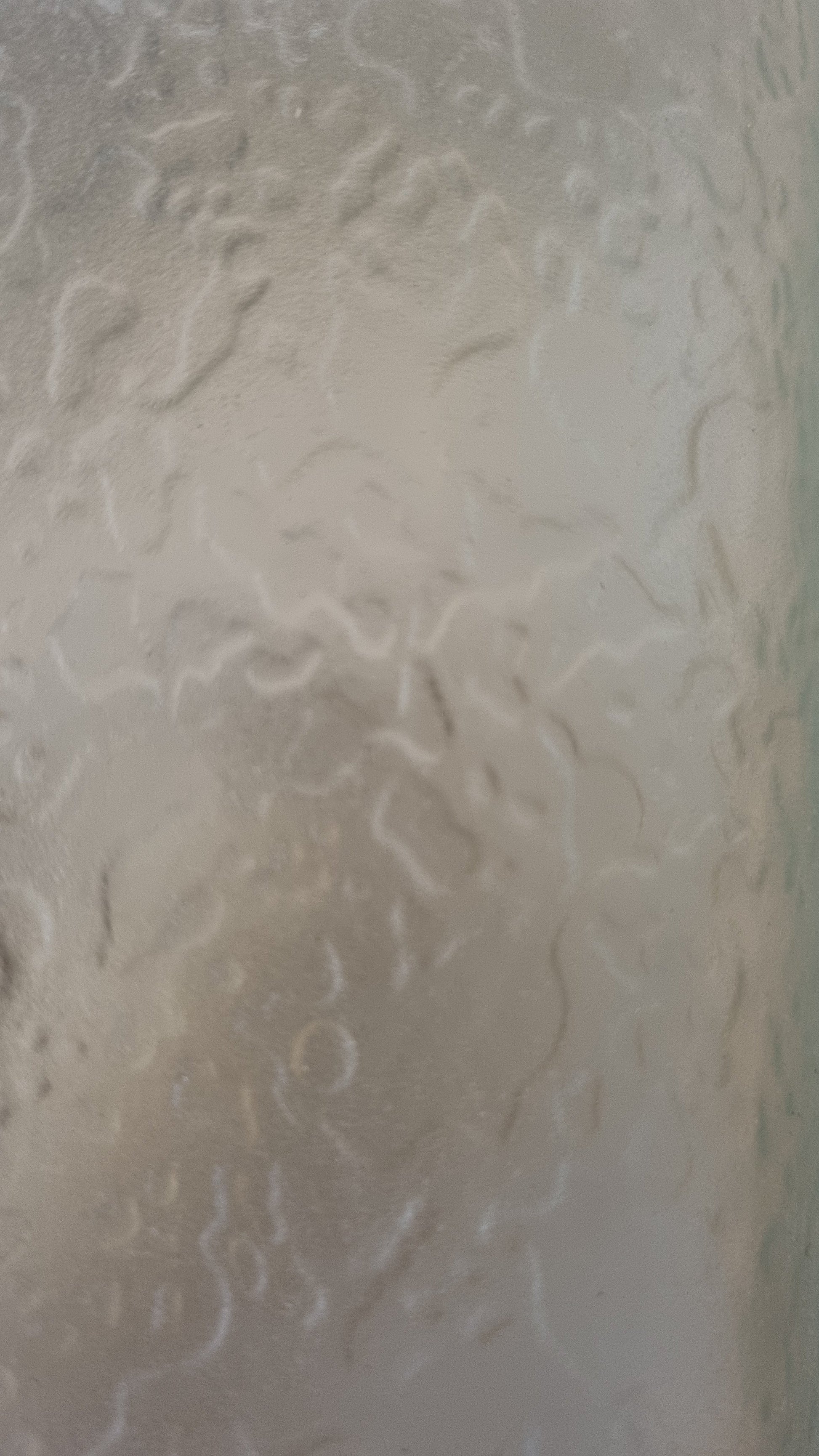 Mod. 1938 Wall Sconces Produced by Fontana Arte, 1968 Sconces