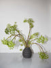 Holiday Vase in Dusty Black Vases 